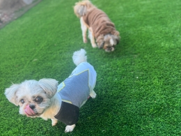 愛犬のためのおうちドッグラン～ワン芝テラス1～