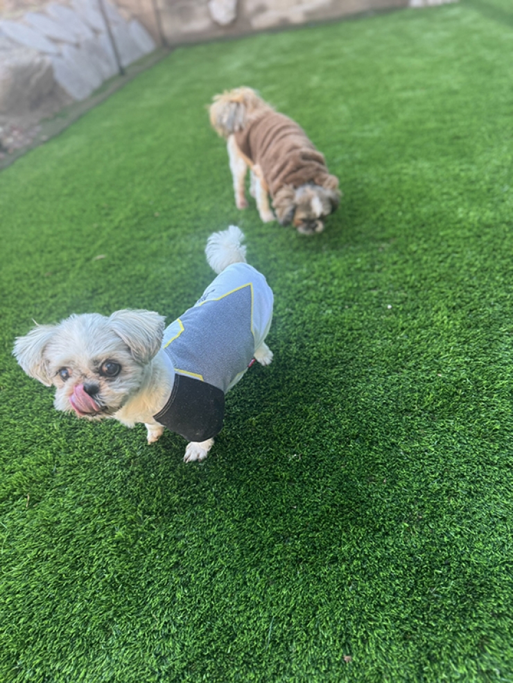 愛犬のためのおうちドッグラン～ワン芝テラス1～