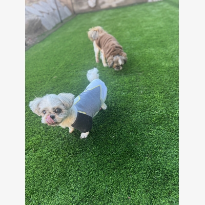 愛犬のためのおうちドッグラン～ワン芝テラス1～